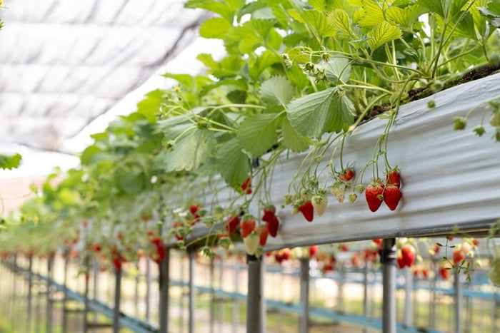 What is a Hydroponic Growing System & How Can You Grow One?