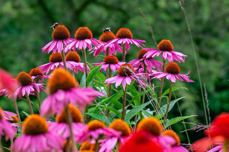 Pollinator Plants