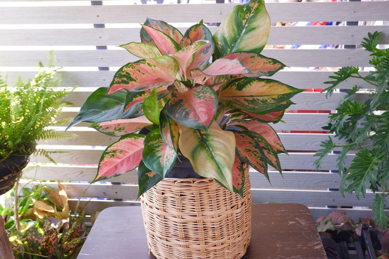 How to Take Care of an Aglaonema Plant at Home in 2026?