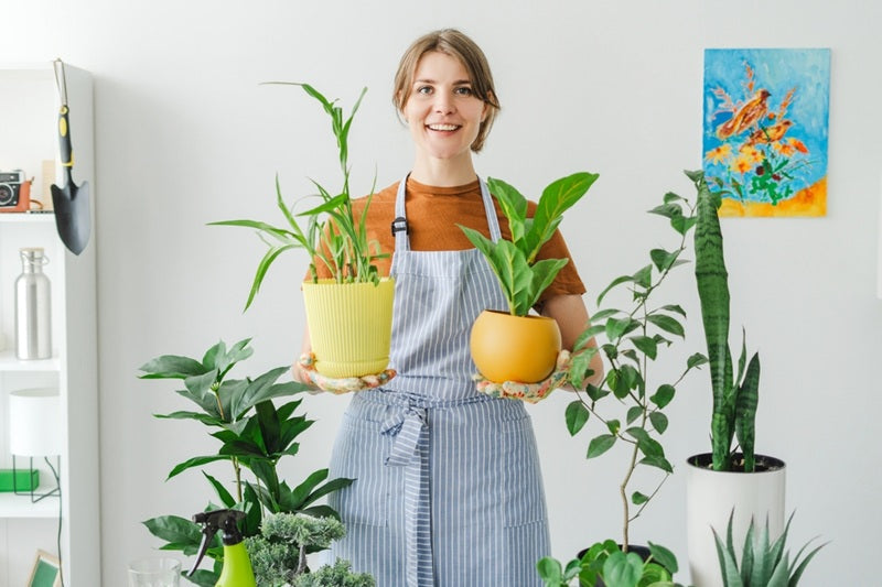 Which Air-Purifying Plants are Best for Your Home?