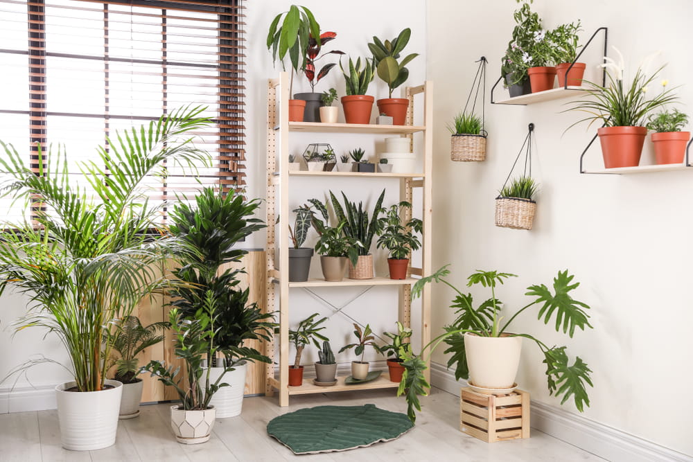 Best Indoor Plants for Living Room, Bedroom, and Kitchen