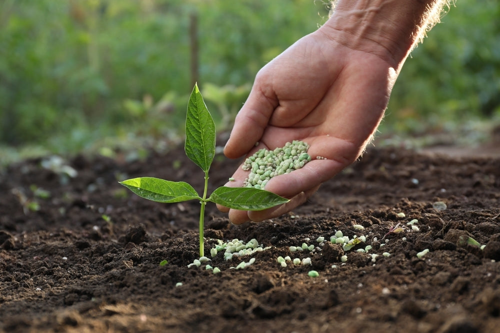 Best Plant Fertilizer for Healthy Growth and Strong Roots