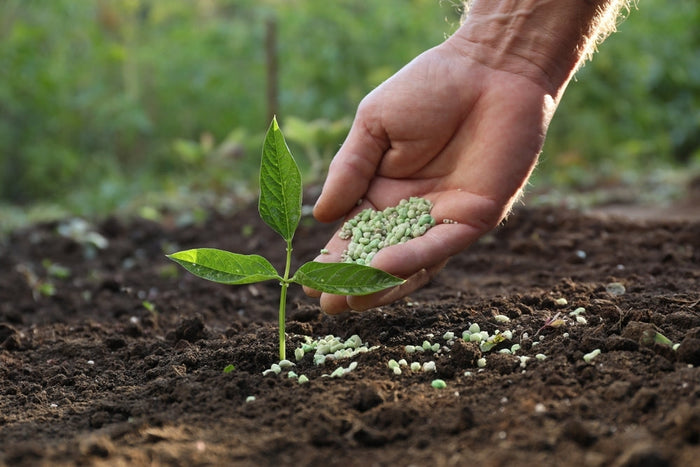Best Plant Fertilizer for Healthy Growth and Strong Roots