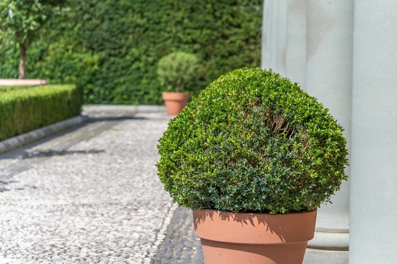 Shrub Plants: How to Choose and Plant Them Correctly