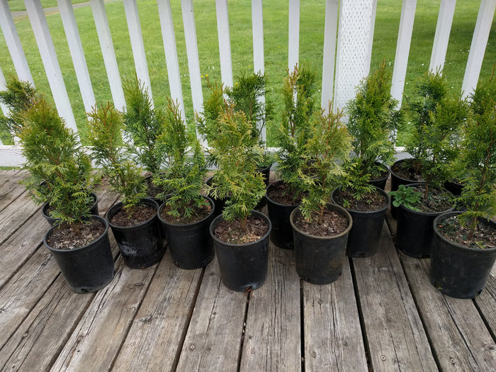 Fast Growing Plants for Privacy and Landscaping That Thrive