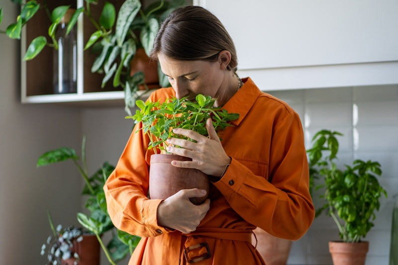 What are the Best Indoor Fragrant Plants You Can Keep at Home?