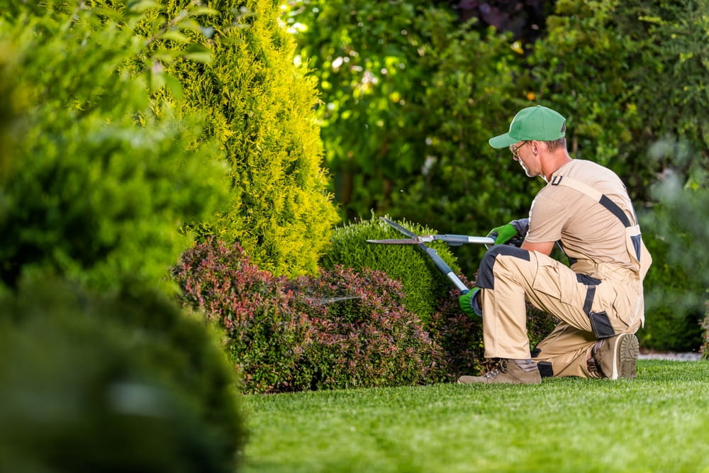 How Can Plant Pruning Improve Healthy Plant Growth
