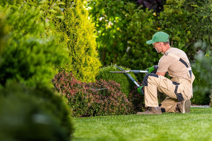 How Can Plant Pruning Improve Healthy Plant Growth