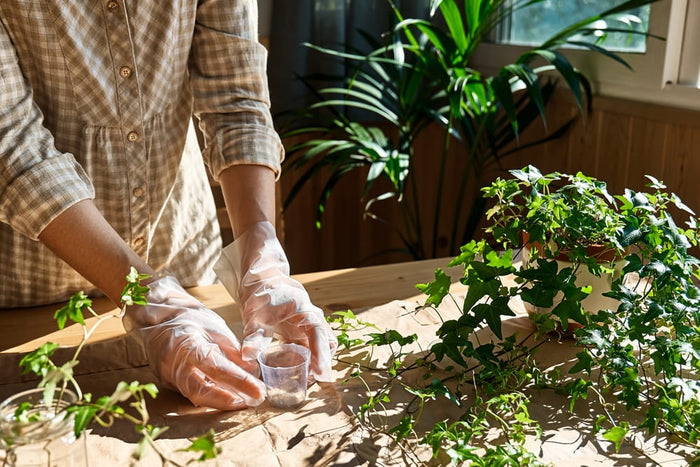 How Does Plant Care Keep Houseplants Healthy in 2026