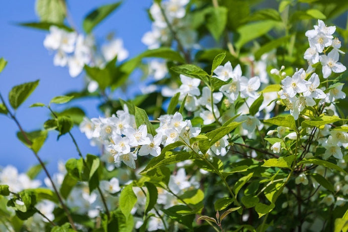 Top Flowering Plants That Bloom Throughout the Year