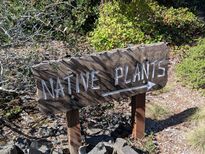 Native Plants That Boost Pollinators and Wildlife Naturally