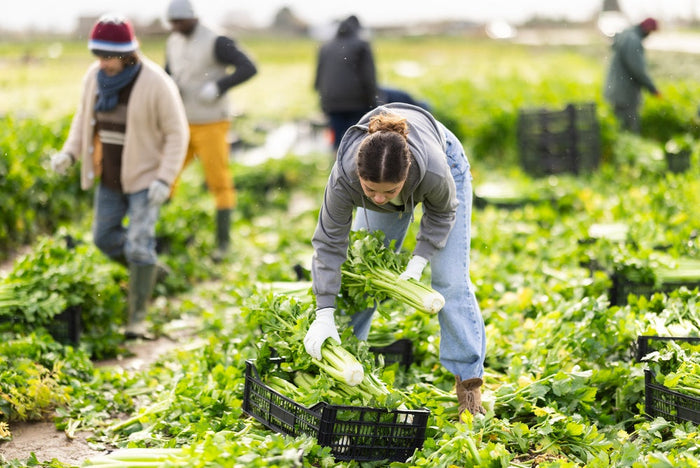 Top 3 Organic Gardening Methods That Improve Soil Naturally