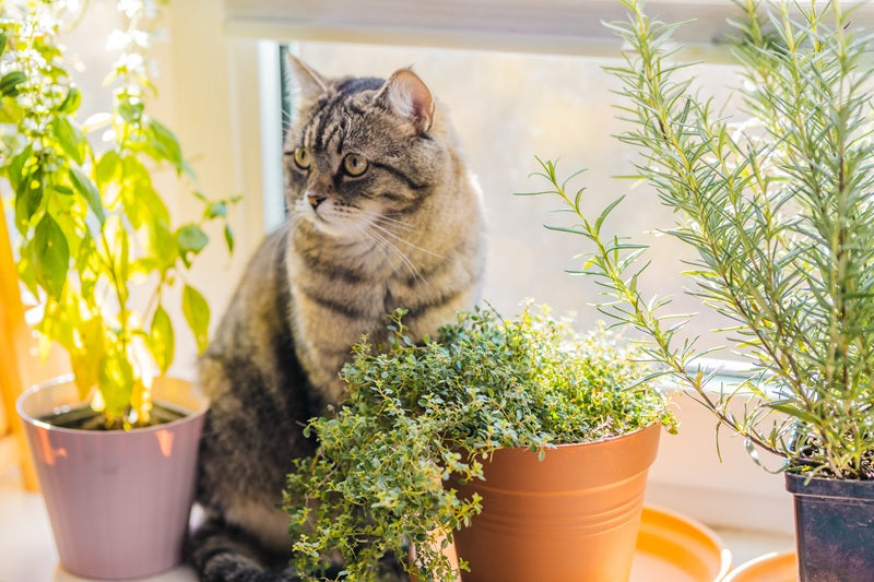 Which Pet-Safe Plants Are Best for Your Home?