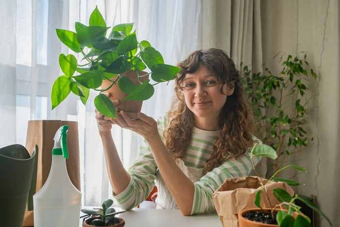 Why are Pothos Plants So Popular for Indoors in 2026?