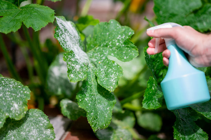 How to Identify and Treat Common Plant Diseases Naturally