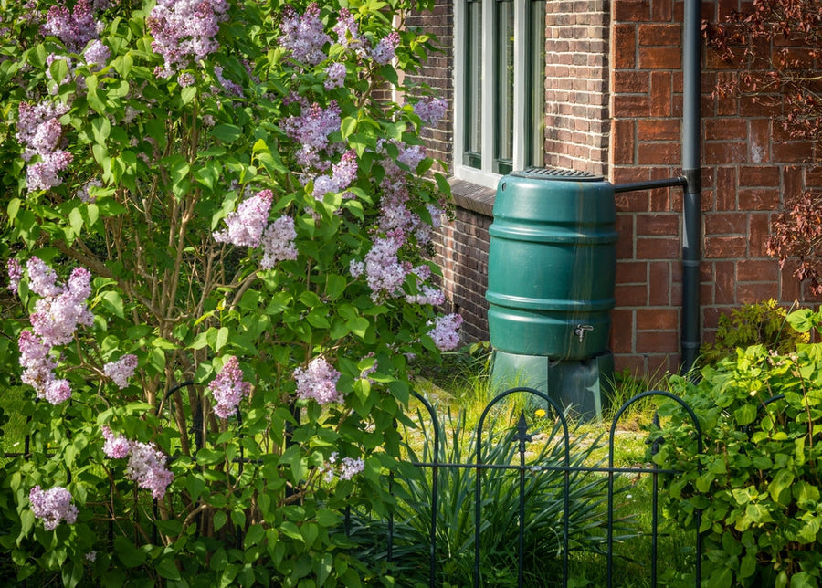 How Does Rainwater Harvesting Help Your Garden Stay Sustainable?