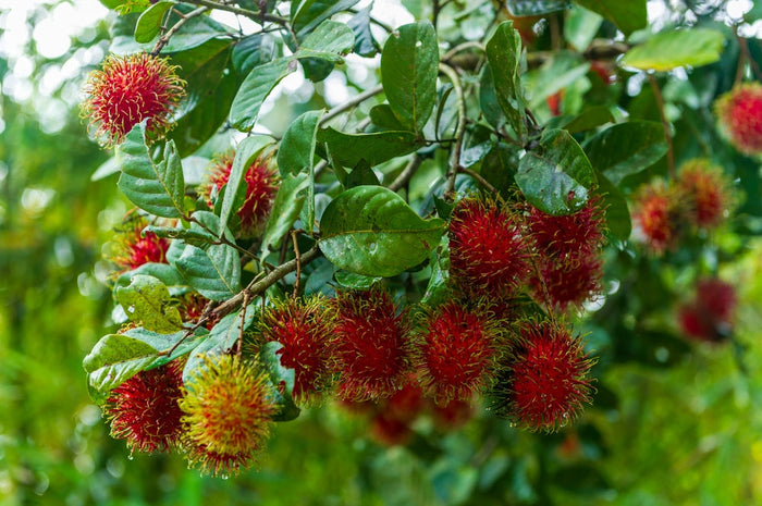 How to Grow a Rambutan Tree at Home without Much Effort?