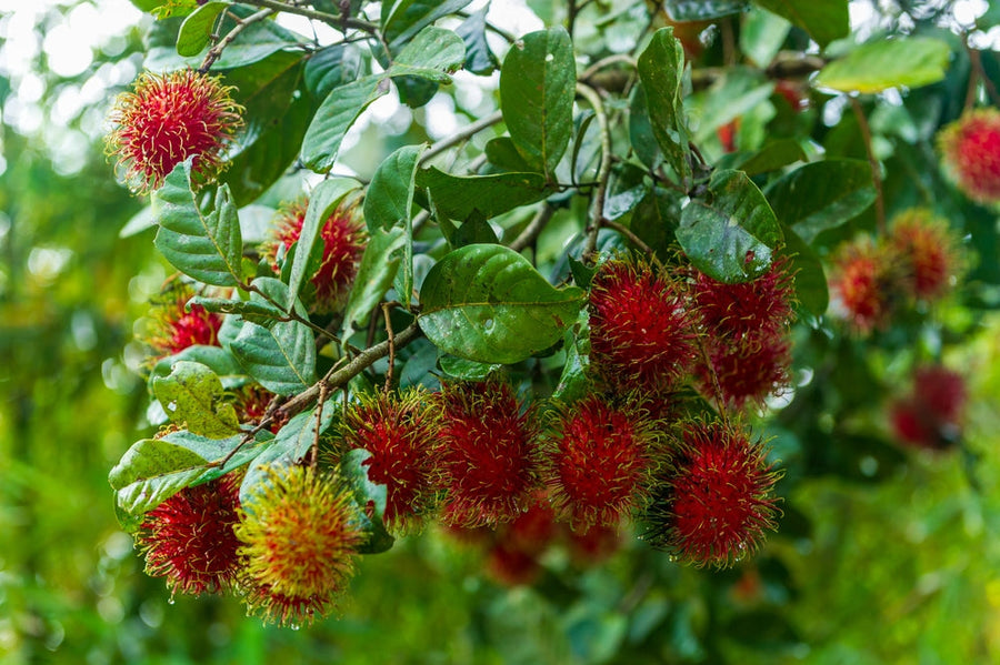 How to Grow a Rambutan Tree at Home without Much Effort?