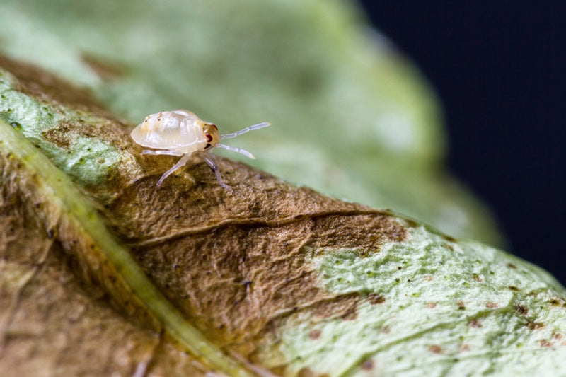 How to Get Rid of Spider Mites on Plants Naturally