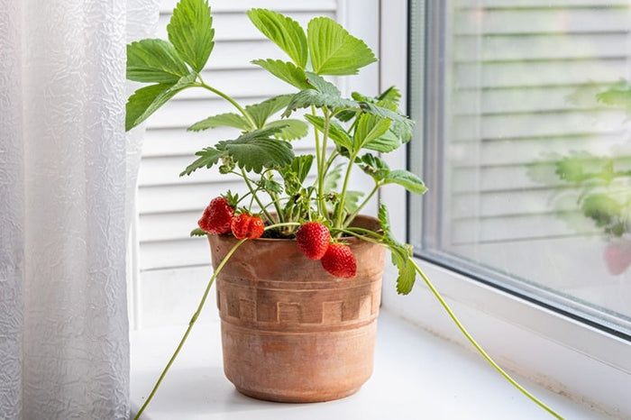 What Are the Easiest Fruits to Grow at Home Today?