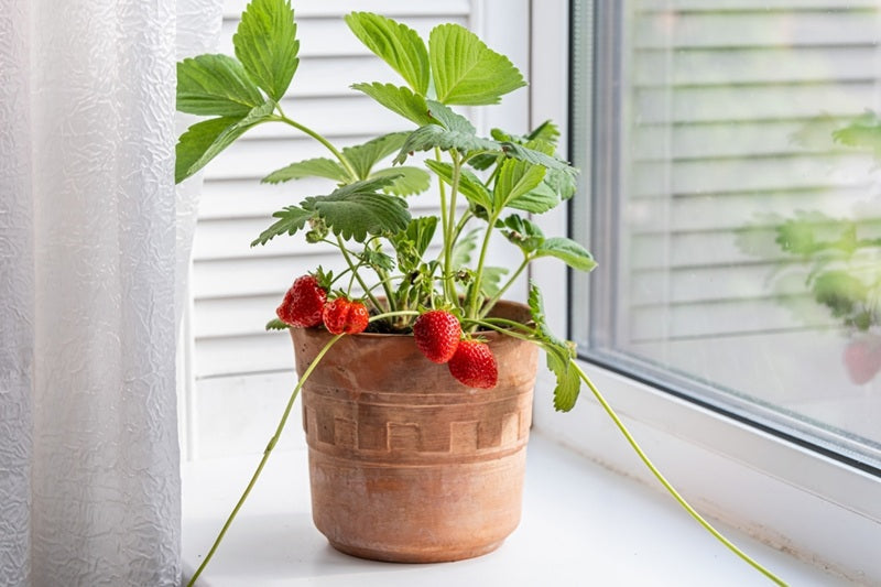 What Are the Easiest Fruits to Grow at Home Today?