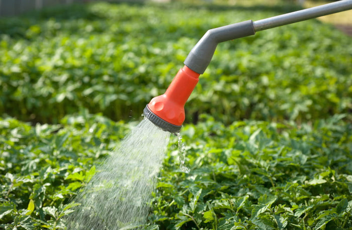 Top 5 Sustainable Gardening Tips for Saving Water & Money