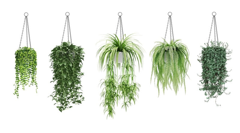 Which are the Best Trailing Plants for Your Home and Garden?
