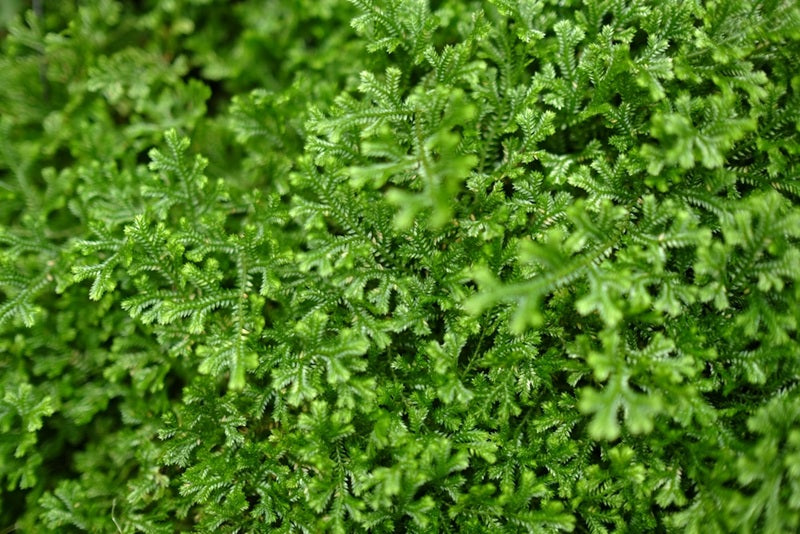 What are Vascular Plants, and What is Their Importance?