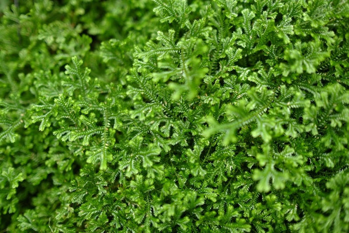 What are Vascular Plants, and What is Their Importance?