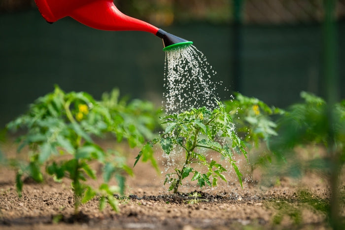 How to Water Plants the Right Way in Every Season