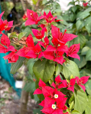 Bougainvillea Flowering Plant