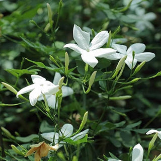 Jasmine Flowering Plant