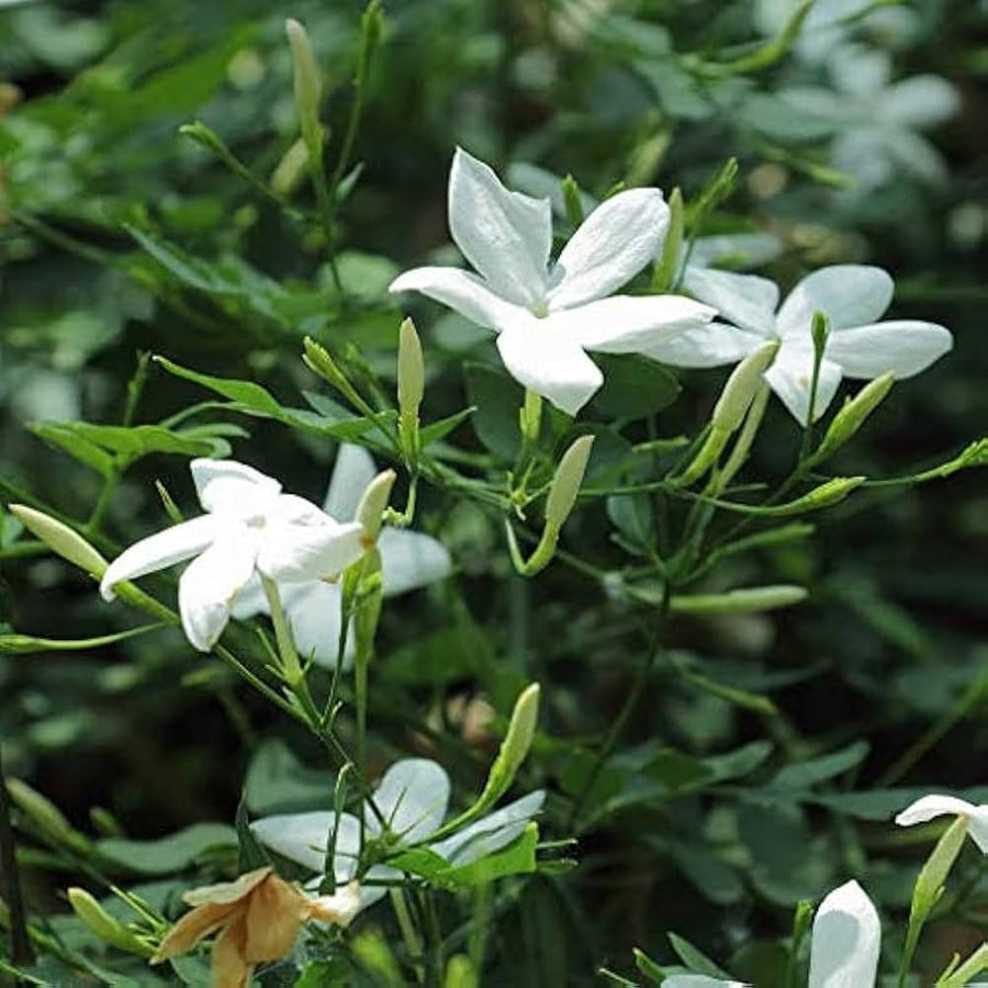 Jasmine Flowering Plant