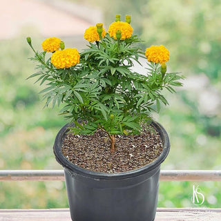 Marigold Flowering Plant