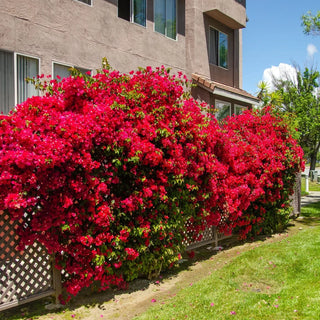 Bougainvillea Flowering Plant