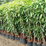 Alphonso Mango Tree