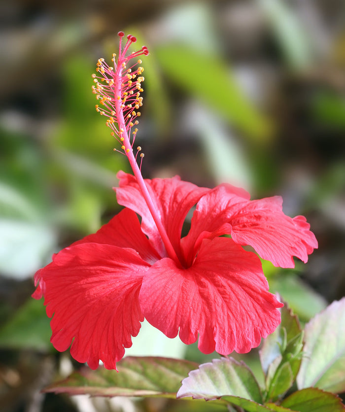 Hibiscus Flowering Plant