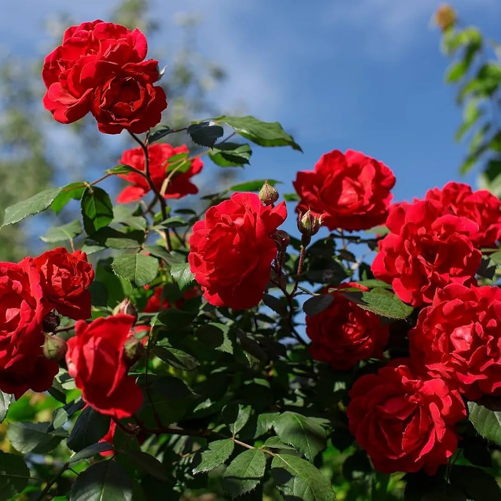 Rose Flowering Plant
