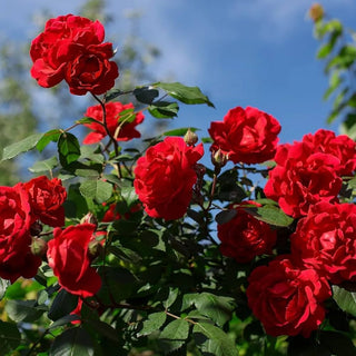 Rose Flowering Plant