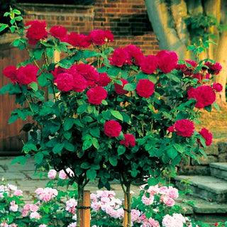 Rose Flowering Plant
