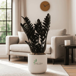 ZZ Plant