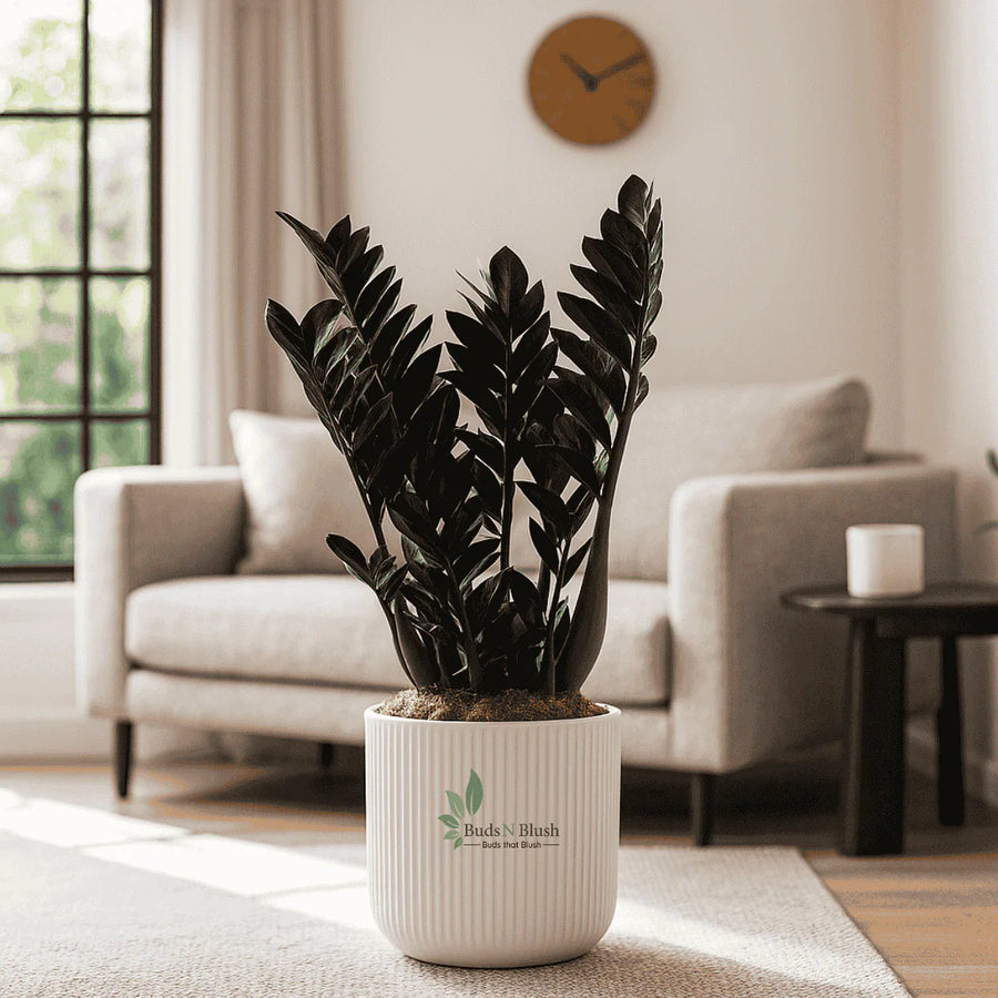 ZZ Plant