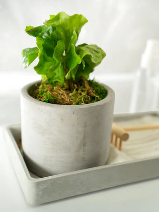 Modern Zen Tropical Desktop Garden
