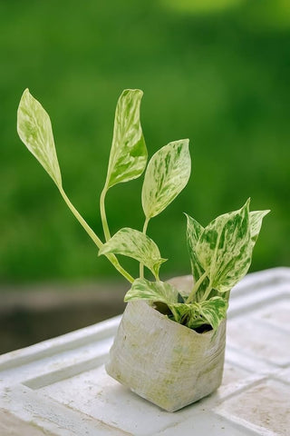 Golden Pothos