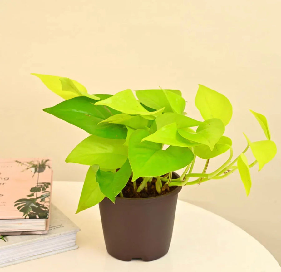 Golden Pothos