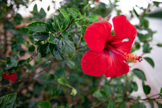 Hibiscus Flowering Plant