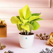 Chinese Money Plant