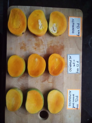 Alphonso Mango Tree