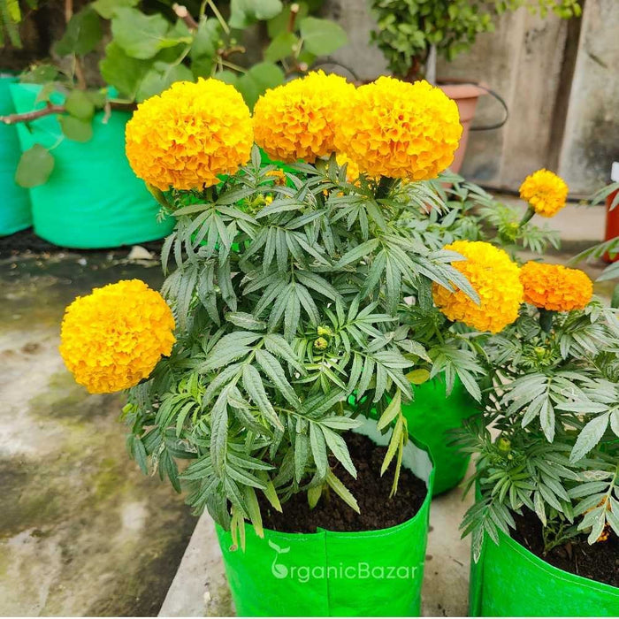 Marigold Flowering Plant