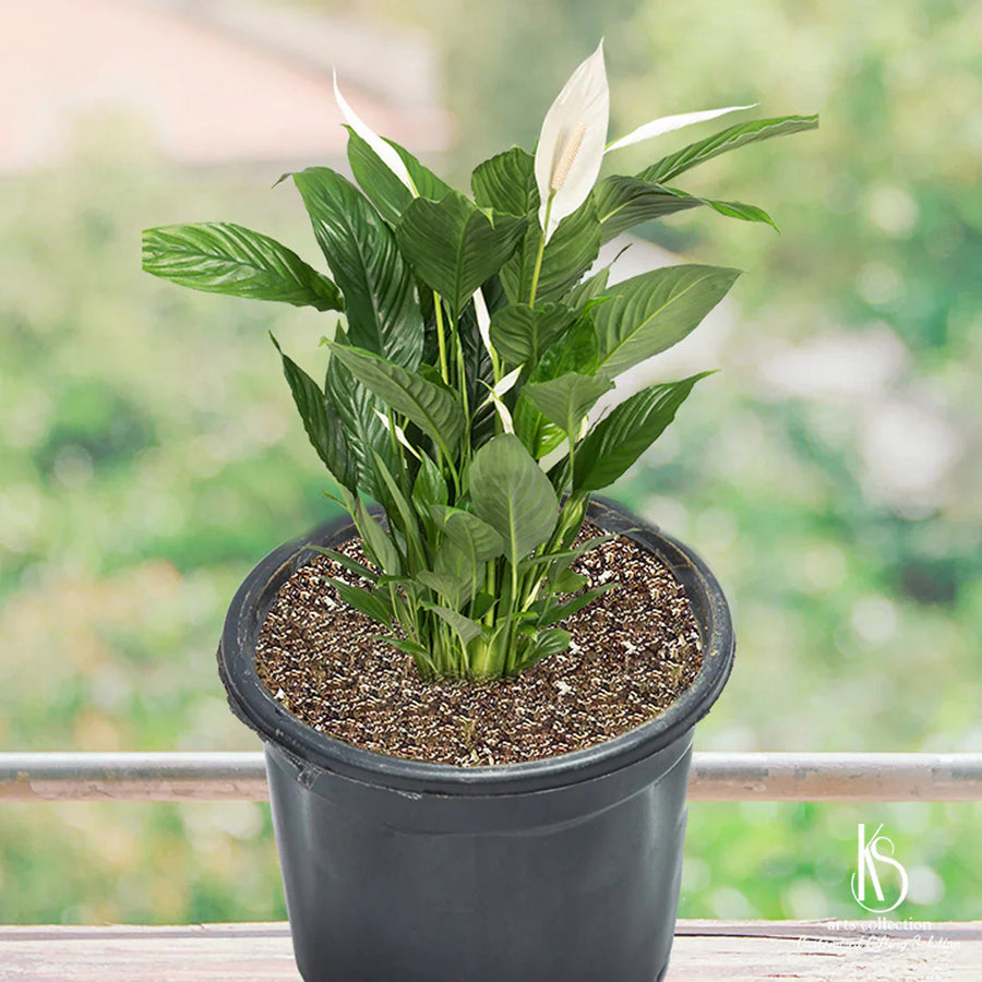 Peace Lily